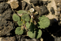 Phacelia rotundifolia Torr. ex S. Wats.的圖片