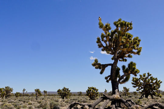 Слика од Yucca brevifolia Engelm.