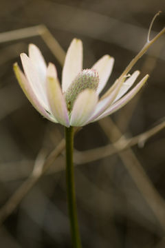 Anemone tuberosa Rydb. resmi