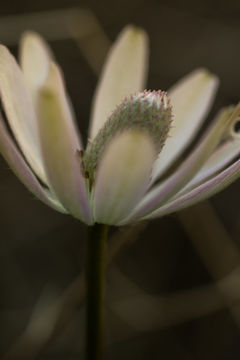 Image of tuber anemone