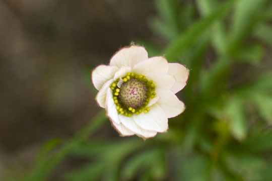 Image of tuber anemone