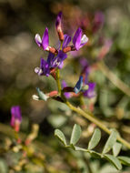 Image de Astragalus lentiginosus var. fremontii (A. Gray ex Torr.) S. Watson