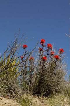 Imagem de Castilleja angustifolia (Nutt.) G. Don