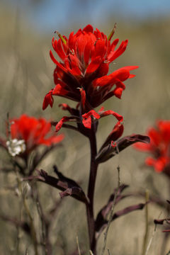 Imagem de Castilleja angustifolia (Nutt.) G. Don