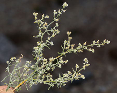 Image of <i>Cryptantha racemosa</i>