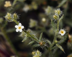 Image of <i>Cryptantha racemosa</i>