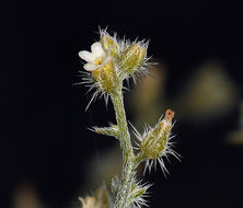 Image of <i>Cryptantha racemosa</i>