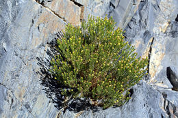 Image of Schott's pygmycedar