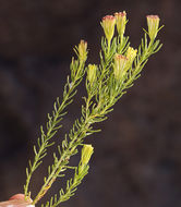 Image of Schott's pygmycedar