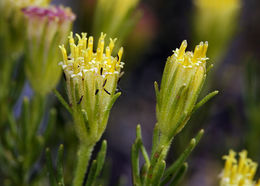 Image of Schott's pygmycedar