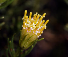 Image of Schott's pygmycedar