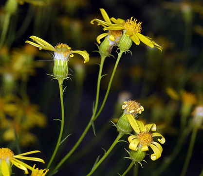 Image of smooth threadleaf ragwort