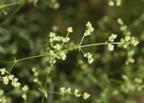 Image of bushy bedstraw