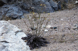 Imagem de Chylismia walkeri subsp. tortilis (Jeps.) W. L. Wagner & Hoch