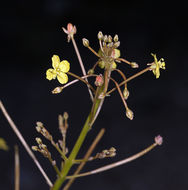 Image of Walker's suncup