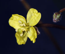 Imagem de Chylismia walkeri subsp. tortilis (Jeps.) W. L. Wagner & Hoch