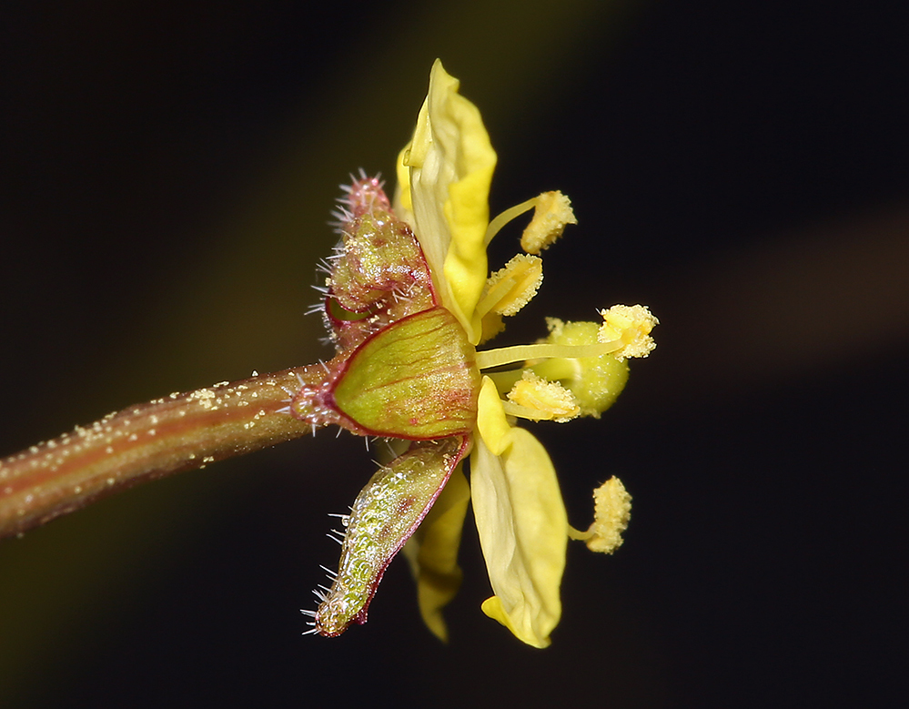 Imagem de Chylismia walkeri subsp. tortilis (Jeps.) W. L. Wagner & Hoch