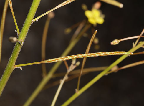 Imagem de Chylismia walkeri subsp. tortilis (Jeps.) W. L. Wagner & Hoch