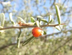 Image of Parish's desert-thorn