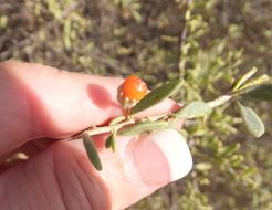 Image of Parish's desert-thorn