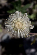 Machaeranthera tanacetifolia (Kunth) Nees resmi