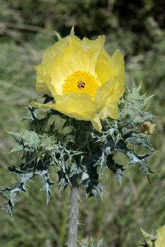 Image of hedgehog pricklypoppy