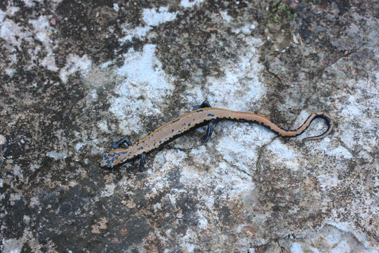 Bolitoglossa platydactyla (Gray 1831) resmi