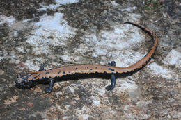 Image of Broadfoot Mushroomtongue Salamander