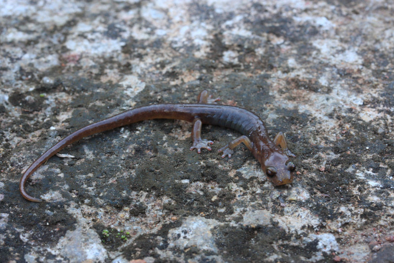 Chiropterotriton lavae (Taylor 1942)的圖片