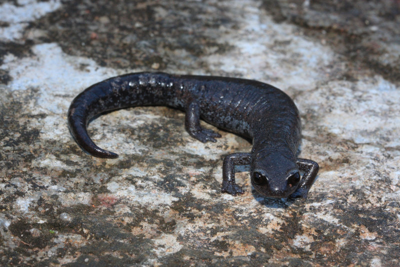 Image of Chunky False Brook Salamander