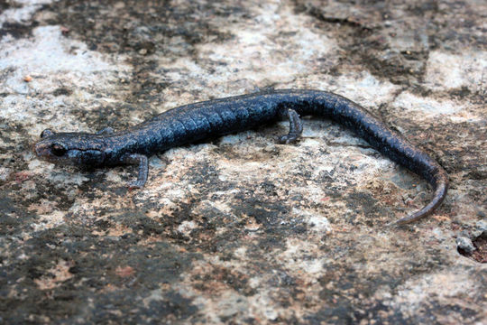 Image of Leprous False Brook Salamander