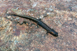 Image of Townsend's Dwarf Salamander