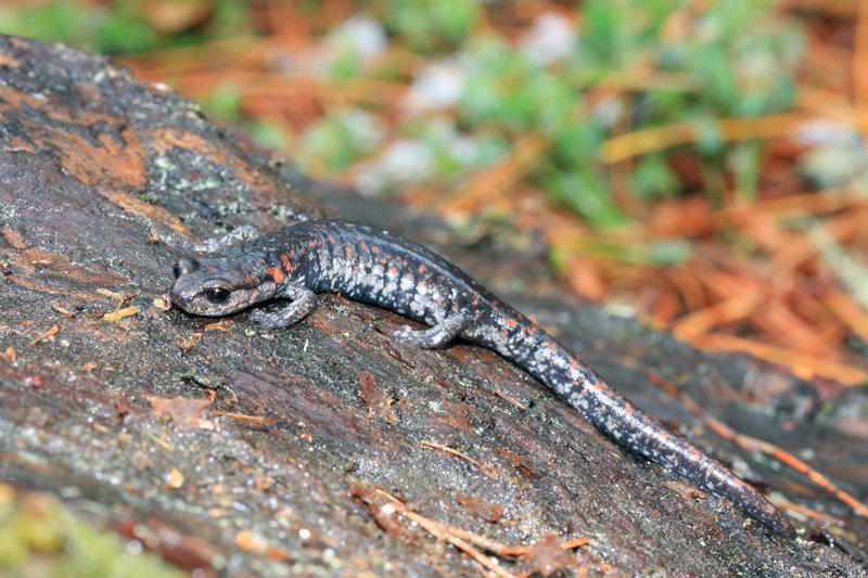 Imagem de Pseudoeurycea smithi (Taylor 1939)