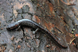 Image of Pseudoeurycea smithi (Taylor 1939)