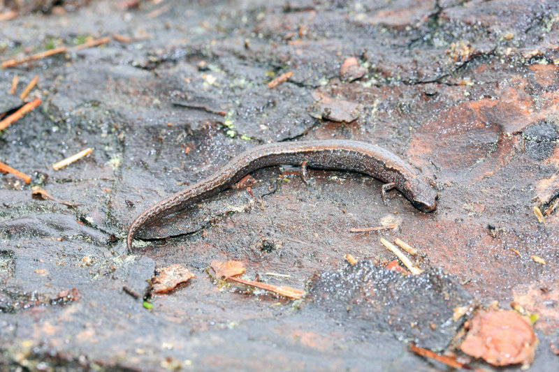 Image of Boreas Pigmy Salamander