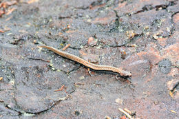 Image of MacDougal's Pygmy Salamander