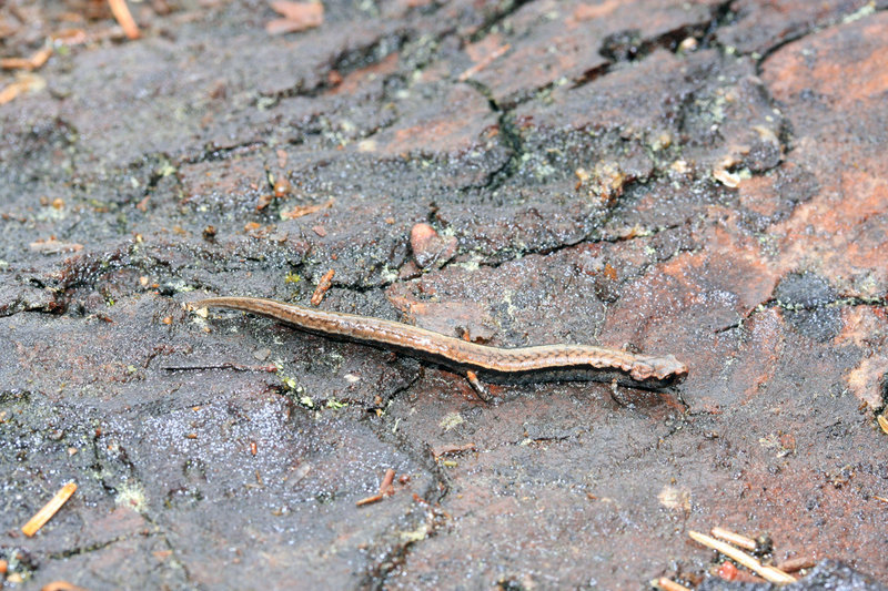 Image of MacDougal's Pygmy Salamander