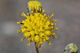 Plancia ëd Hymenopappus filifolius var. lugens (Greene) Jepson