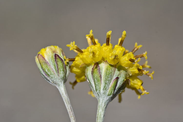 Plancia ëd Hymenopappus filifolius var. lugens (Greene) Jepson