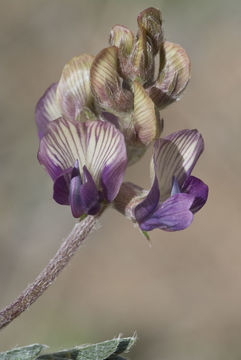 Sivun Astragalus humistratus var. sonorae (A. Gray) M. E. Jones kuva