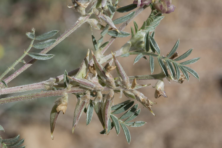 Sivun Astragalus humistratus var. sonorae (A. Gray) M. E. Jones kuva