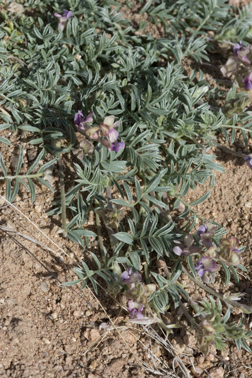 Image of groundcover milkvetch