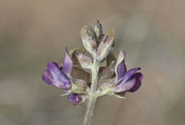 Sivun Astragalus humistratus var. sonorae (A. Gray) M. E. Jones kuva