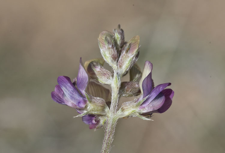 Слика од Astragalus humistratus var. sonorae (A. Gray) M. E. Jones