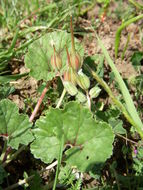 Image of <i>California macrophylla</i>