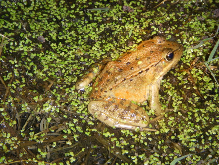 Image of California Red-legged Frog