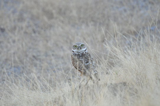 Image of Burrowing Owl