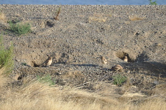 Image of Burrowing Owl