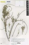 Image of tamarisk