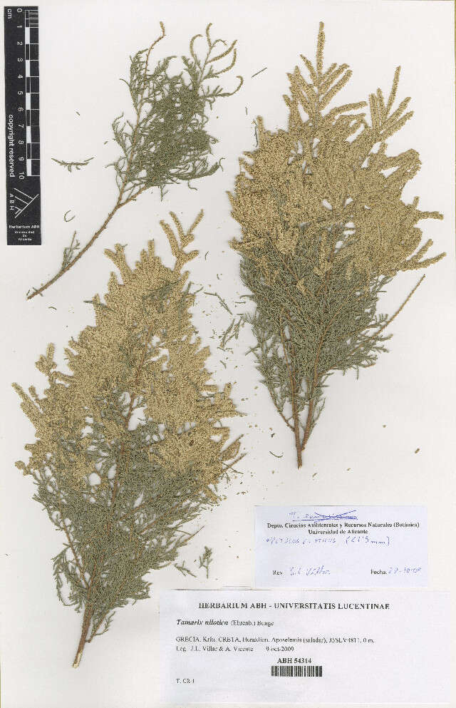 Image of tamarisk